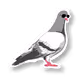 pigeon