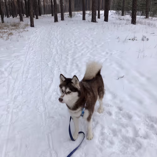 NIK