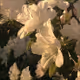 lilies