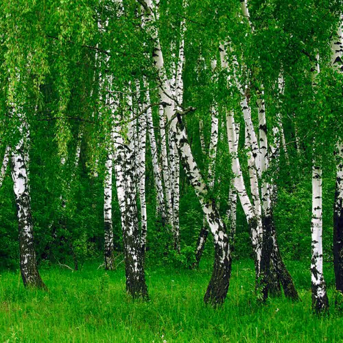 birch
