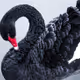 Black Swan