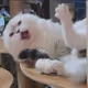 1ST MEAW