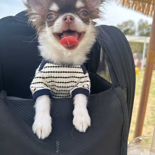 Happy Chihuahua