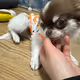 Baby Chihuahua