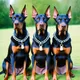 CryptoDogs