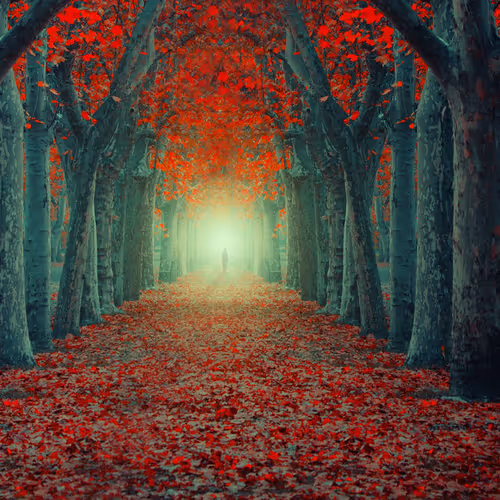 mystical forest