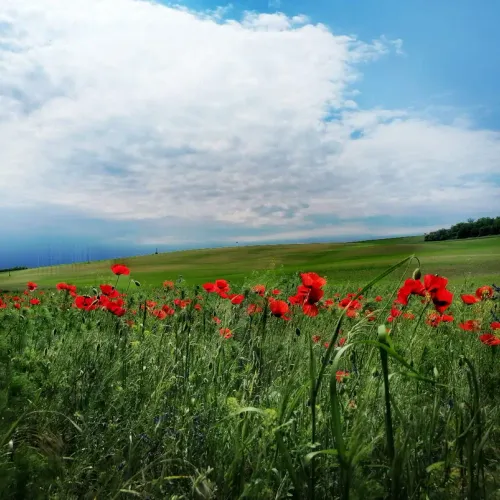Popies field
