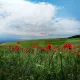 Popies field