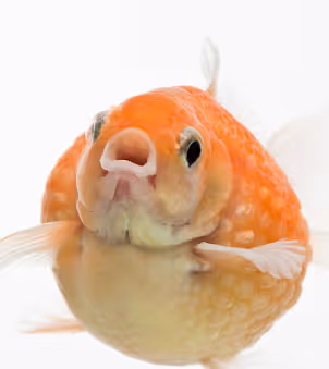 Goldfish