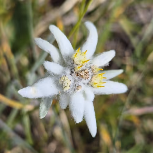 Mountain Flowers