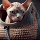 cute-kitten-stares