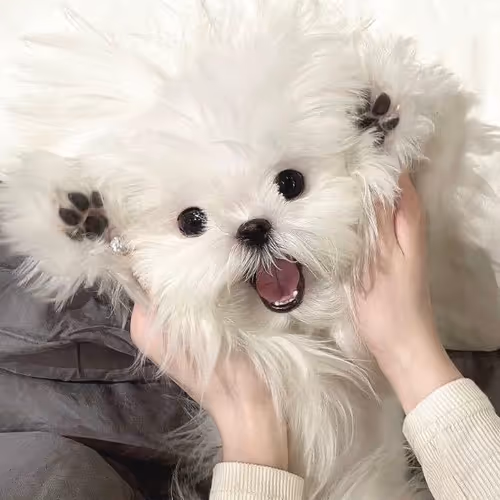 koko