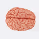 Brain