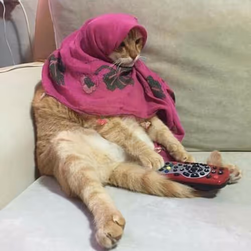 Feline Fun