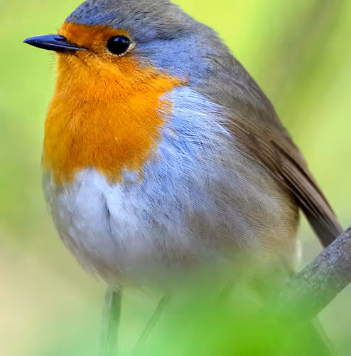 birrrrrd