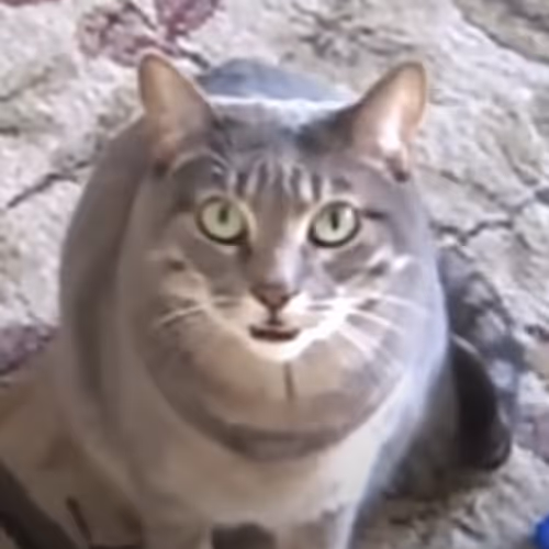 Cattttt