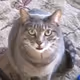 Cattttt