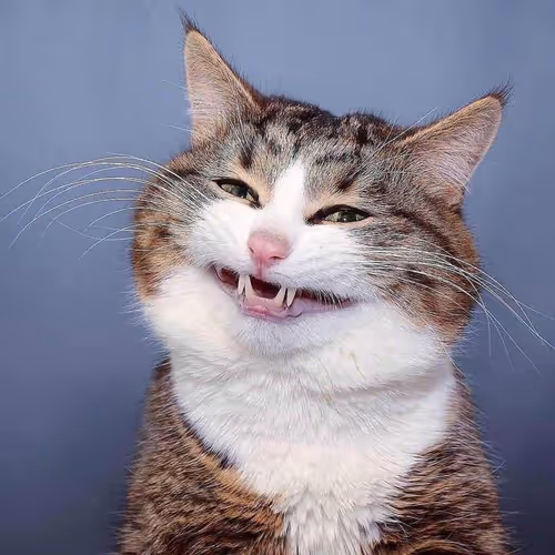 Happy Cat