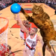 cat dunk enjoy