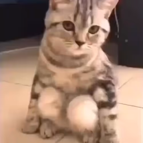 Sitting Cute Cat