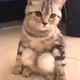 Sitting Cute Cat