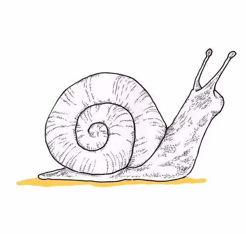 Snail Collect