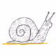 Snail Collect