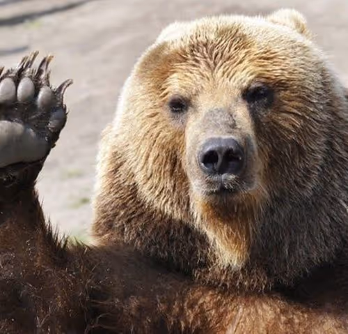 BEAR