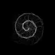 Black Spiral Coming