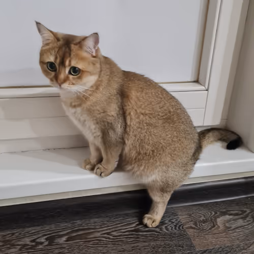 My KITTY