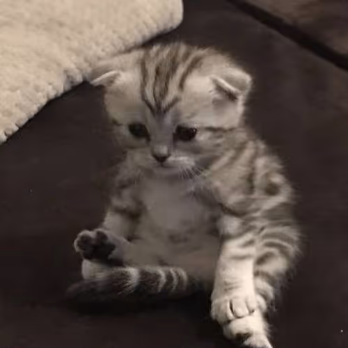 cute kitten