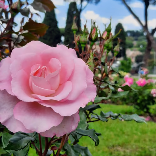 flowers