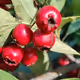 Hawthorn