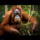 Endangered Species #9: Sumatran Orangutan