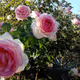beauty of nature