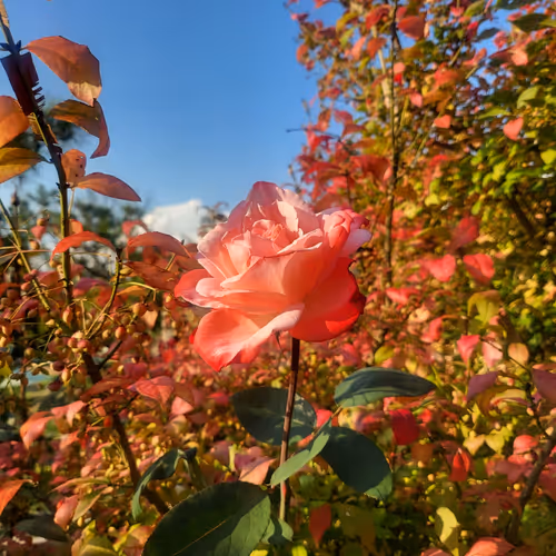 rose