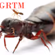 ALGRTM6