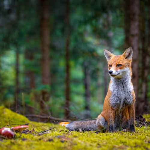 Foxi