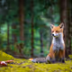 Foxi