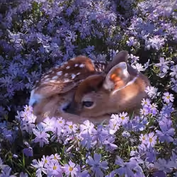 Deer！