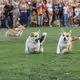 Mad Corgi