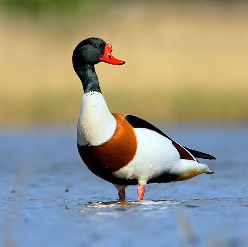 ducks
