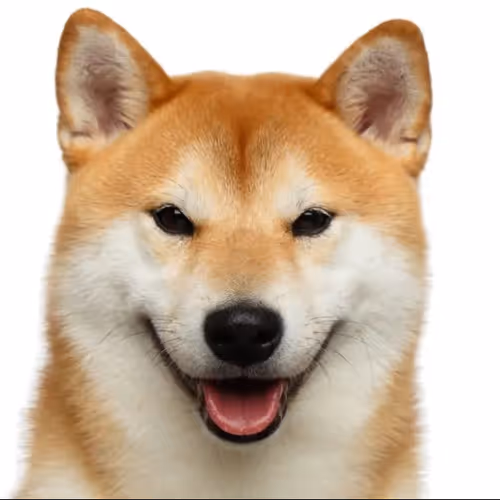 Shiba