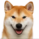 Shiba