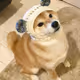 Adorable Shiba Inu!