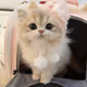 Cute Cat Mode