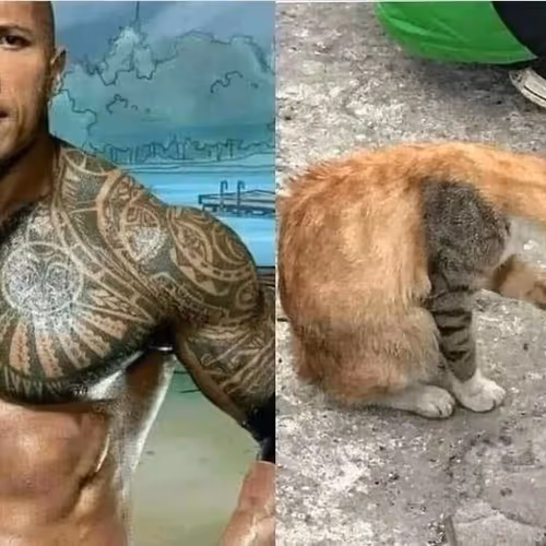 Skala