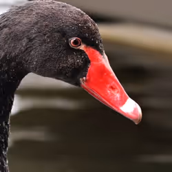 Black swan