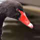 Black swan