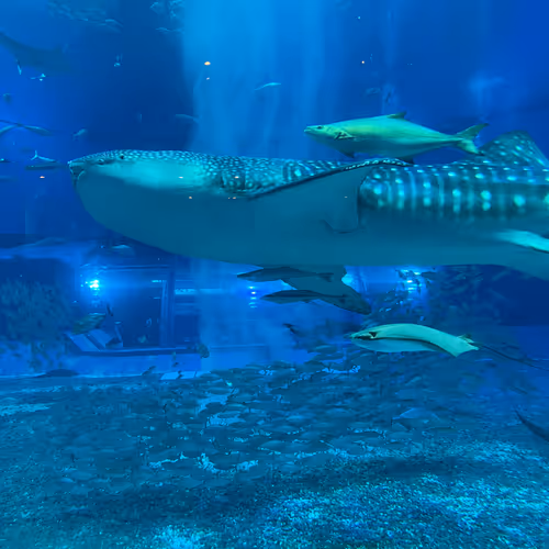 whale shark swimming in tank